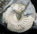 Cadoceras Ammonite Cluster - Russia #34632-3
